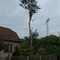 foto - Rizikové kácení (arboristika)